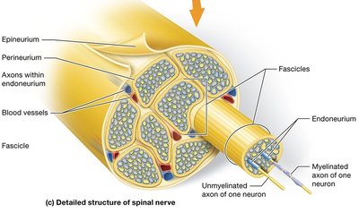 Detailed structure of a spinal nerve showing connective tissue layers and axons
