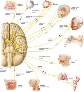 Diagram showing the 12 cranial nerves and their target organs