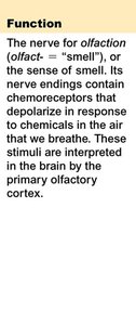 Olfactory nerve function description