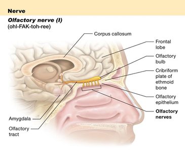 Anatomy of the olfactory nerve and its pathway