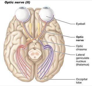 Optic nerve pathway and connections
