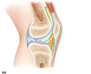 Sagittal section through the right knee joint