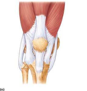 Anterior view of right knee showing ligaments and tendons