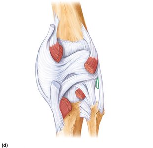Posterior view of the knee joint capsule and ligaments