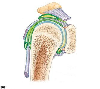Bursae and tendon sheaths in the shoulder joint