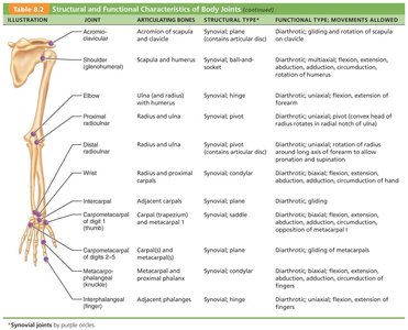 Table of structural and functional characteristics of body joints (part 3)