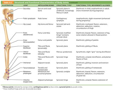 Table of structural and functional characteristics of body joints (part 4)