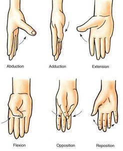 Movements of the hand: abduction, adduction, extension, flexion, opposition, reposition
