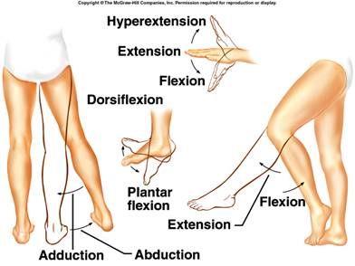 Movements of the lower limb: flexion, extension, abduction, adduction, dorsiflexion, plantar flexion, hyperextension