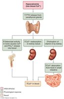 Effects of Parathyroid Hormone on Bone, the Kidneys, and the Intestine