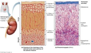 Microscopic Structure of the Adrenal Gland