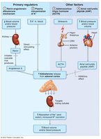 Major Mechanisms Controlling Aldosterone Release