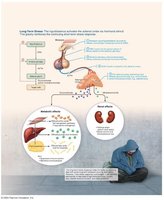 Stress and the Adrenal Gland (long-term)