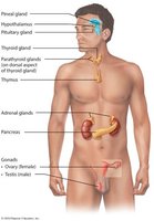 Location of Selected Endocrine Organs of the Body