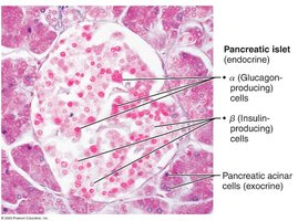 Photomicrograph of Differentially Stained Pancreatic Tissue
