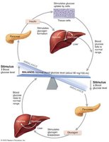 Insulin and Glucagon from the Pancreas Regulate Blood Glucose Levels