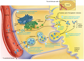 Synthesis of Thyroid Hormone