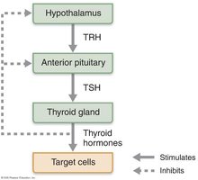 Regulation of Thyroid Hormone Secretion