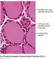 Photomicrograph of thyroid gland follicles