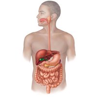 Diagram of the human digestive system showing the alimentary canal and accessory organs
