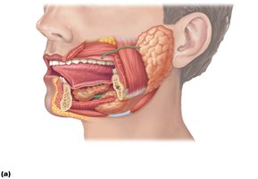 Lateral view of the head showing the major salivary glands and their ducts