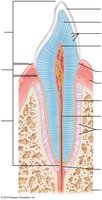 Labeled diagram of a tooth in its bony socket