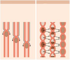 Illustration of peristalsis and segmentation in the digestive tract