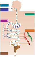 Diagram showing the sequence of digestive processes from ingestion to defecation