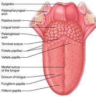 Superior view of the tongue showing anatomical features and papillae