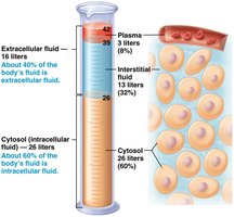 Distribution of water in the body