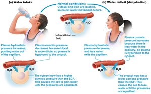 Fluid movements between compartments
