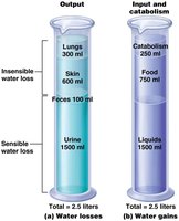 Water losses and gains