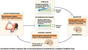 Regulation of thirst by increased plasma osmolarity