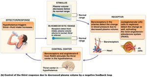 Regulation of thirst by decreased plasma volume