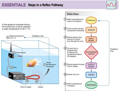 Steps in a reflex pathway