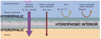 Membrane permeability