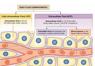 Body fluid compartments