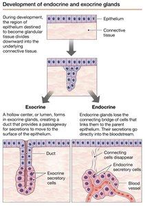 Development of endocrine and exocrine glands