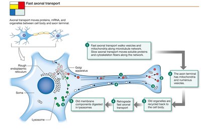 Fast axonal transport