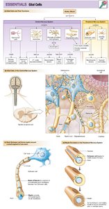 Glial cell types and functions