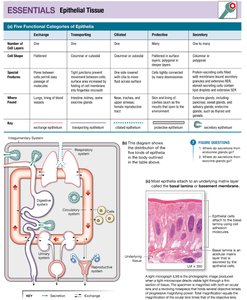 Functional categories of epithelial tissue