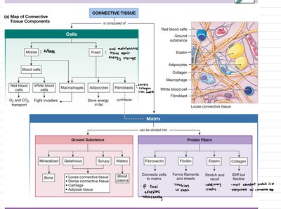 Map of connective tissue components