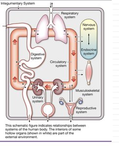Relationships between organ systems