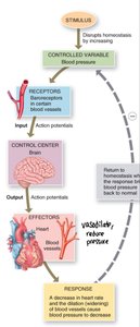 Feedforward mechanism