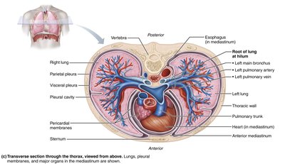Transverse section through the thorax showing lungs, pleura, and mediastinal structures