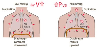 Diagram showing inspiration and expiration pressure changes