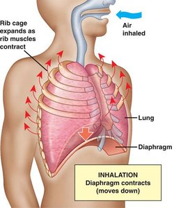 Diagram of inhalation with diaphragm contraction