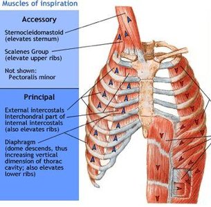 Muscles of inspiration