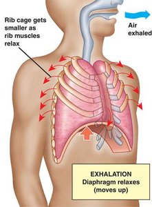 Diagram of exhalation with diaphragm relaxation