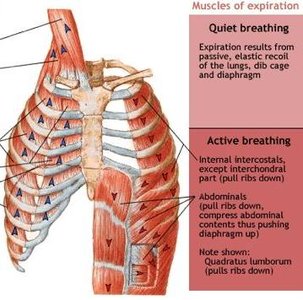 Muscles of expiration